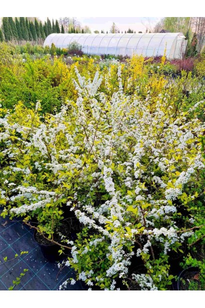 Спірея сливолиста Голдфаєр - 5л/вис.55-75см/Ø45-65см